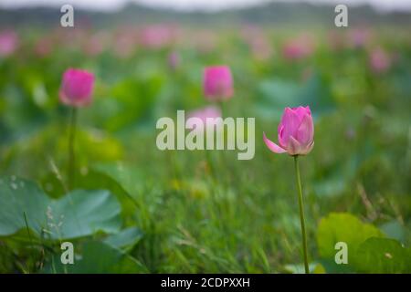 Rupganj, Narayanganj, Bangladesh. 26 août 2020. Les fleurs de Lotus sont en pleine fleur dans un lac, à Rupganj, Narayanganj, Bangladesh, 26 août 2020. Credit: Suvra Kanti Das/ZUMA Wire/Alay Live News Banque D'Images