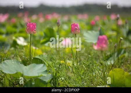 Rupganj, Narayanganj, Bangladesh. 26 août 2020. Les fleurs de Lotus sont en pleine fleur dans un lac, à Rupganj, Narayanganj, Bangladesh, 26 août 2020. Credit: Suvra Kanti Das/ZUMA Wire/Alay Live News Banque D'Images