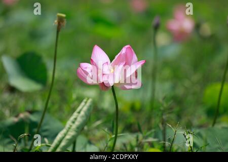 Rupganj, Narayanganj, Bangladesh. 26 août 2020. Les fleurs de Lotus sont en pleine fleur dans un lac, à Rupganj, Narayanganj, Bangladesh, 26 août 2020. Credit: Suvra Kanti Das/ZUMA Wire/Alay Live News Banque D'Images