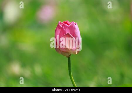 Rupganj, Narayanganj, Bangladesh. 26 août 2020. Les fleurs de Lotus sont en pleine fleur dans un lac, à Rupganj, Narayanganj, Bangladesh, 26 août 2020. Credit: Suvra Kanti Das/ZUMA Wire/Alay Live News Banque D'Images