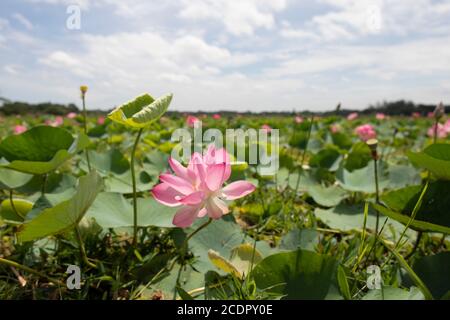 26 août 2020, Rupganj, Narayanganj, Bangladesh : les fleurs de Lotus sont en pleine floraison dans un lac, à Rupganj, Narayanganj, Bangladesh, 26 août 2020. (Image crédit: © Suvra Kanti Das/ZUMA Wire) Banque D'Images