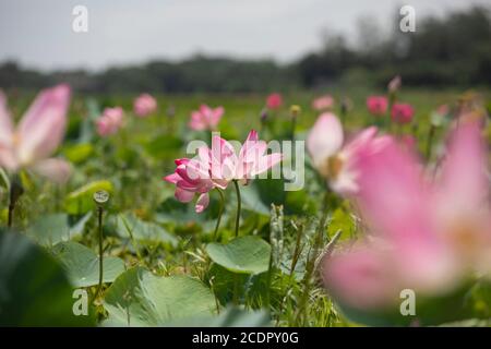 26 août 2020, Rupganj, Narayanganj, Bangladesh : les fleurs de Lotus sont en pleine floraison dans un lac, à Rupganj, Narayanganj, Bangladesh, 26 août 2020. (Image crédit: © Suvra Kanti Das/ZUMA Wire) Banque D'Images
