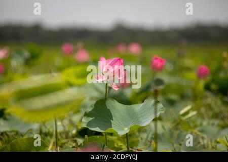 26 août 2020, Rupganj, Narayanganj, Bangladesh : les fleurs de Lotus sont en pleine floraison dans un lac, à Rupganj, Narayanganj, Bangladesh, 26 août 2020. (Image crédit: © Suvra Kanti Das/ZUMA Wire) Banque D'Images