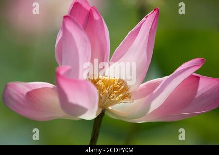 26 août 2020, Rupganj, Narayanganj, Bangladesh : les fleurs de Lotus sont en pleine floraison dans un lac, à Rupganj, Narayanganj, Bangladesh, 26 août 2020. (Image crédit: © Suvra Kanti Das/ZUMA Wire) Banque D'Images