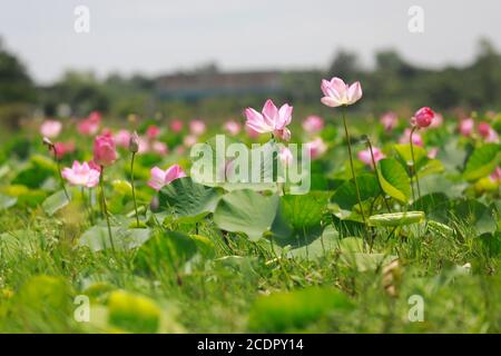 26 août 2020, Rupganj, Narayanganj, Bangladesh : les fleurs de Lotus sont en pleine floraison dans un lac, à Rupganj, Narayanganj, Bangladesh, 26 août 2020. (Image crédit: © Suvra Kanti Das/ZUMA Wire) Banque D'Images