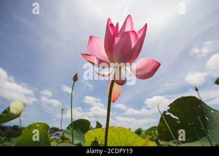 26 août 2020, Rupganj, Narayanganj, Bangladesh : les fleurs de Lotus sont en pleine floraison dans un lac, à Rupganj, Narayanganj, Bangladesh, 26 août 2020. (Image crédit: © Suvra Kanti Das/ZUMA Wire) Banque D'Images