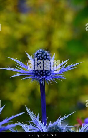 Eryngium x zabelii 'Big Blue' (Sea Holly) Thistle cultivé dans une frontière à RHS Garden Harlow Carr, Harrogate, Yorkshire, Angleterre, Royaume-Uni. Banque D'Images