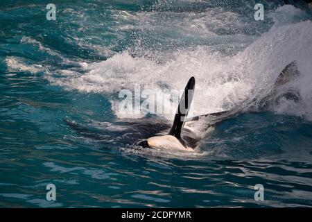 Libre de l'épaulard (Orcinus orca) nager rapidement dans l'eau bleue Banque D'Images