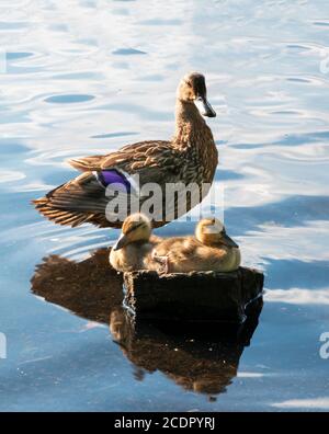 Deux bébés de canard colvert assis sur un rocher au soleil avec leur mère debout derrière eux dans un lac. Banque D'Images