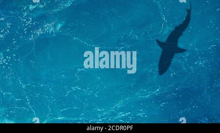 L'ombre d'un grand requin sous l'eau. Vue de dessus de l'océan Banque D'Images