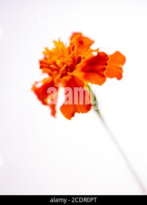 La fleur orange est isolée sur fond blanc Banque D'Images