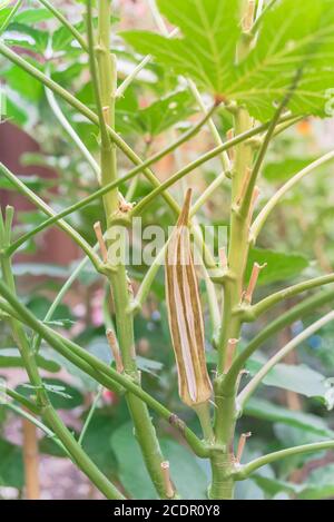 La gousse d'okra biologique mûre et sèche sur la plante pour économiser les graines dans le jardin près de Dallas, Texas, USA Banque D'Images