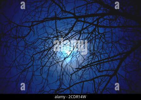 la lune dans le ciel nocturne brille à travers les nuages sur le fond des branches d'arbre, drame teinté de gros plan Banque D'Images