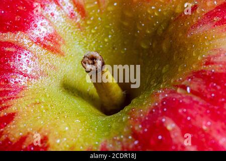 Gros plan macro photographie d'une pomme et de sa tige Banque D'Images