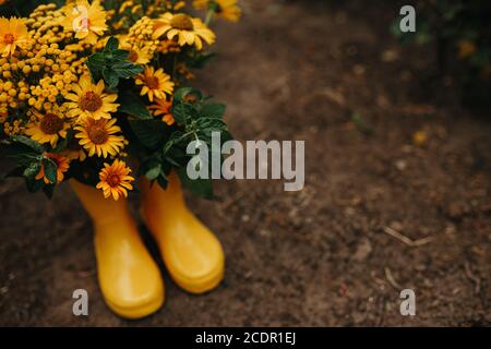 Bottes en caoutchouc jaune avec belles fleurs de champ jaunes dans le jardin. Copier l'espace pour le texte Banque D'Images