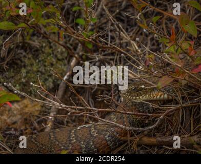 Serpent d'eau commun se prélassant au soleil Banque D'Images