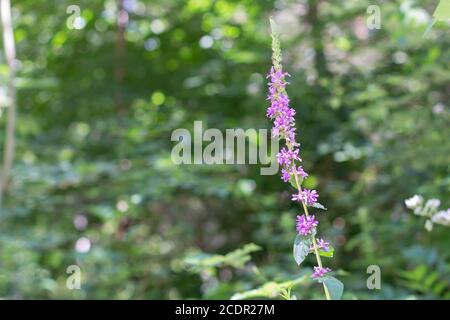 Fleurs d'une salicaire pourpre avec bokeh et espace de copie, également appelé Lythrum salicaria ou Blutweiderich Banque D'Images