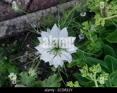 Fleur de nigella blanche de plantes sur fond de feuillage vert dans le jardin Banque D'Images