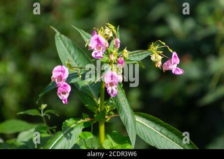 Gros plan de Balsam himalayan, aussi appelé Impatiens glandulifera ou springkraut Banque D'Images