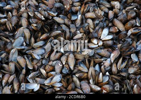 Coquilles de moules, de Mussel commun ( Mytilus edulis) sur la rive de la baie, Kilmackillog, près de Tuosst, Co. Kerry, Eire. Banque D'Images