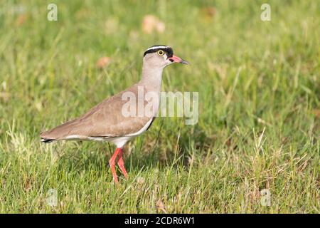 Laponine couronnée (Vanellus coronatus) autrefois couronné Plover, Cap occidental, Afrique du Sud Banque D'Images