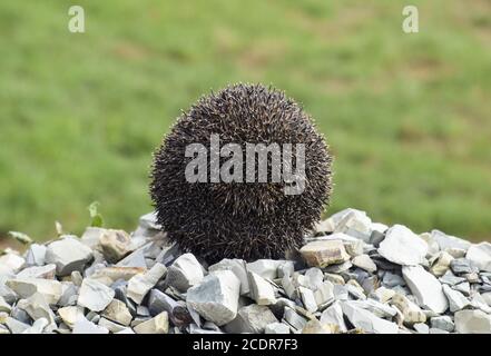 Hérisson sur un tas de gravats. Hedgehog recroquevillé en boule Banque D'Images