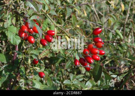 Hanches de chien Rose, (Rosa canina) et le vent a endommagé les feuilles. West Sussex Coastal Plain, octobre. Banque D'Images