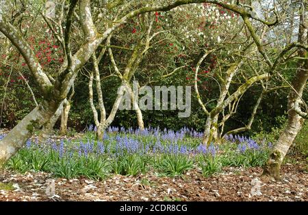 Spanish Bluebells, (Hyancinthoides hispanica). Rhododendrons derrière. Mount Congreve Estate, Kilmeadon, Co. Waterford, Eire, avril. Avec autorisation. Banque D'Images