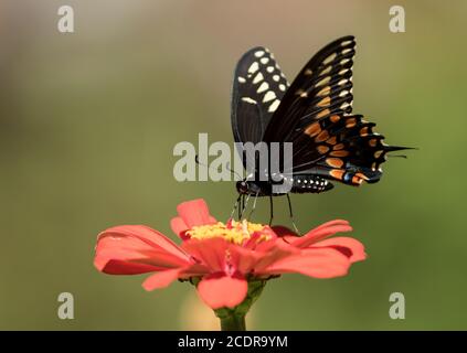 Gros plan de la petite queue noire papillon se nourrissant sur le nectar de la fleur de Zinnia orange dans le jardin canadien. Banque D'Images