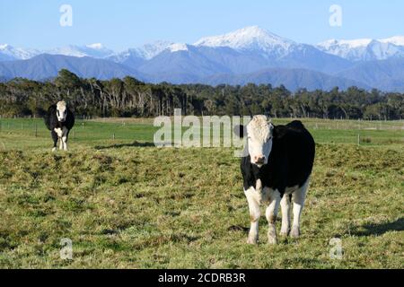 Vaches sur une prairie luxuriante dans la région de la côte ouest De la Nouvelle-Zélande avec la neige couverte Alpes du Sud dans l'arrière-plan Banque D'Images