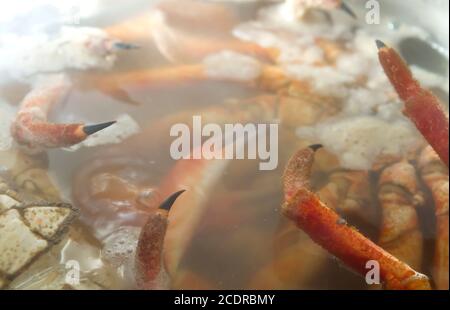 Préparation du crabe araignée épineux Banque D'Images