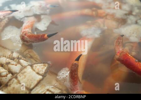 Préparation du crabe araignée épineux Banque D'Images