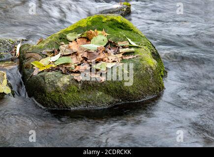 Les feuilles tombées sur un rocher dans l'eau. L'eau coule autour des pierres dans la rivière d'automne. Banque D'Images