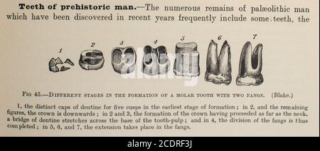 Quain's Elements of Anatomie Col. III publié en 1896, dents de l'homme préhistorique. Banque D'Images