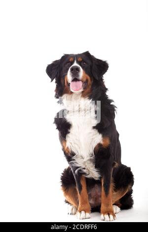 Bernese mountain dog sitting Banque D'Images