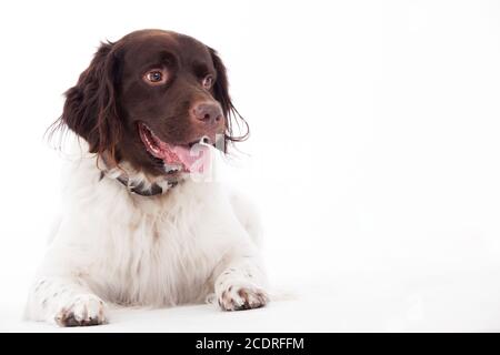 Fixer en chien Partridge néerlandais Banque D'Images