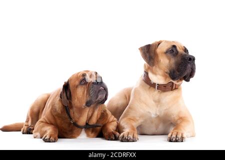 2 chiens mastiff Bull on white Banque D'Images