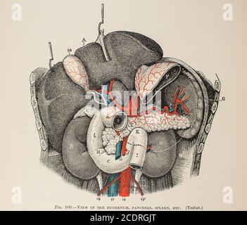 Quain's Elements of Anatomie Col. III publié en 1896, organes digestifs. Banque D'Images