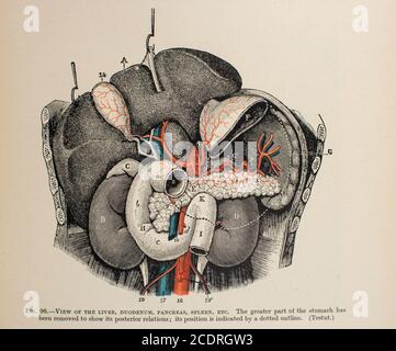 Quain's Elements of Anatomie Col. III publié en 1896, organes digestifs. Banque D'Images