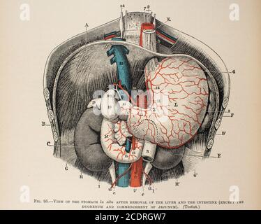 Quain's Elements of Anatomie Col. III publié en 1896, estomac. Banque D'Images