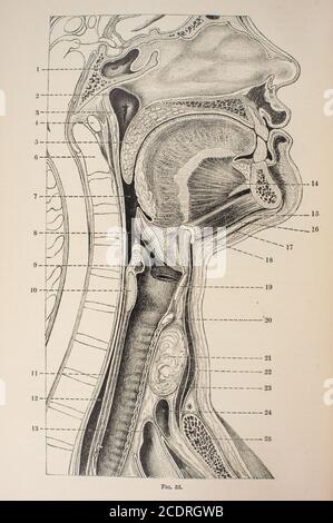 De Quain's Elements of Anatomy Col. III publié en 1896, vue latérale de la bouche et de la gorge. Banque D'Images