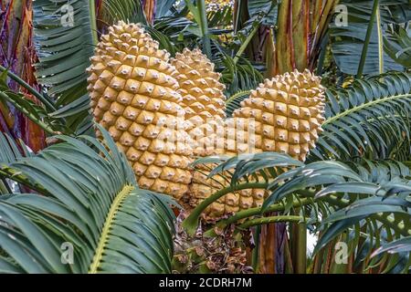 Cycad géant du Cap oriental, Encephalartos altensteinii Lehm, Afrique du Sud Banque D'Images