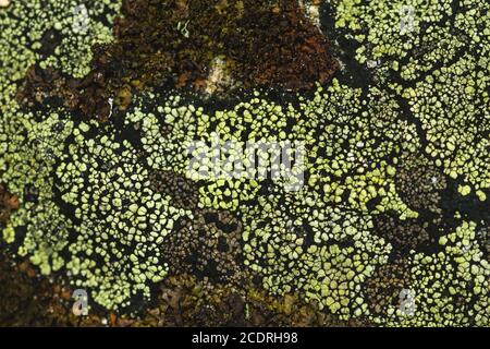 Rhizocarpon geographium lichen gros plan Banque D'Images