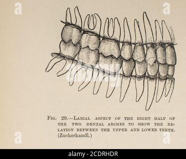 Teeth from Quain's Elements of Anatomie Col. III publié en 1896 Banque D'Images