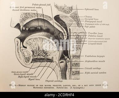 Quain's Elements of Anatomie Col. III publié en 1896, la dentisterie. Banque D'Images