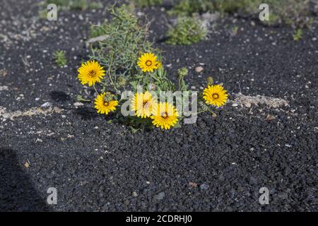 Fleurs jaunes dans la région de la Geria croissant sur la couche lapillique, Lanzarote, îles Canaries, Espagne Banque D'Images