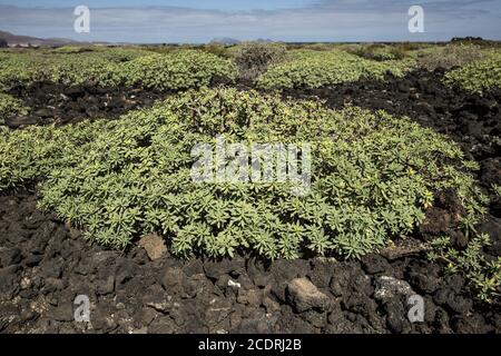 Paysage côtier de lave avec première végétation près d'Orzola, Lanzarote, îles Canaries, Espagne, Europ Banque D'Images