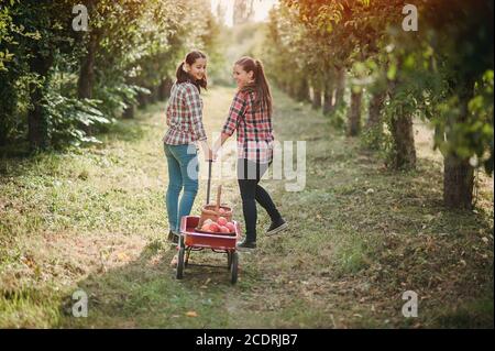 Les adolescentes cueillant des pommes biologiques mûres à la ferme le jour de l'automne. Sœurs avec des fruits dans le panier. Concept de récolte dans le pays. Jardin, adolescent en train de manger des fruits Banque D'Images