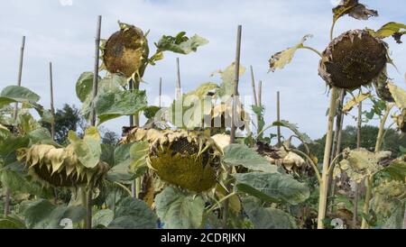 Les têtes de tournesol, certaines graines déjà enlevées par les oiseaux. Banque D'Images