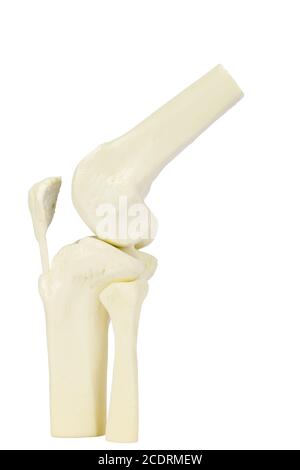 Modèle d'articulation du genou de la jambe humaine Banque D'Images